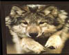 Wolf Art 2