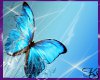 Nova's Blue Butterfly 4