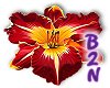 B2N-Day Lily