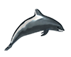 Dolphin Deco