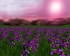 MY Purple Roses Field