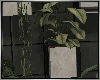 Wall Plants