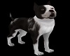 Piebald Bully