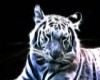 White Tiger 3
