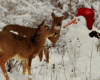 Cabin Deer Snowman Pic
