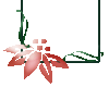 Poinsettia Long Frame