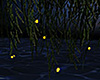 Willow Lake Fireflies