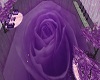 Purple Rose Room