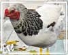 ♣ Chicken