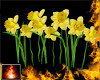 HF Talenders Daffodils