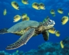 {ke} Sea Turtles
