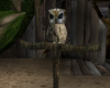 0115  Sitting Owl