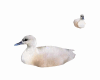 Anim BabySwans+Songs
