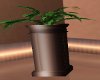 fruity potted plant