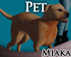 Pitbull Pet M