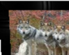 ! wolf pack !