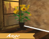 {AB} Sunflower Plant
