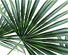 furniture palm ANI