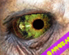[G]Zombie Eyes f
