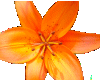 Med Orange Lily