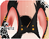 [Pets] Zorro | ears v4