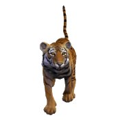 Maggi Tiger