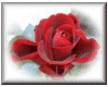 Red Rose Buttonized
