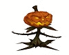 pumpkin animate