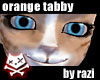 Orange Tabby Bundle