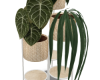 J♡ Boho rattan plants