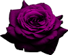 Falling-Rose-Purple