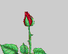 Blooming Rose
