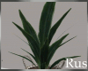 Rus Leaf Large Plant