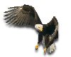 safari bald eagle