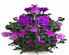 Purple Plants flowering