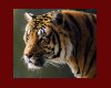 Tiger Photo in frame