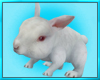 White Rabbit Pet