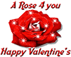 Valentine Rose for You