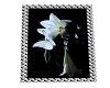 WHITE LILLY PICTURE