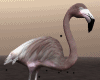 Dark Flamingo