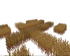 Fall Corn Maze 