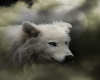 Najika White Wolf