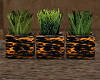 `Cheeta Potted Plants