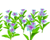 Plumeria Flower Field