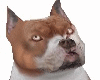 Pit Bull