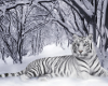 White Tiger in winter