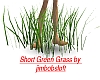 Short Green Grass