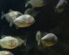 Phirana Fishtank
