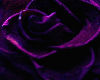 drk purple rose shoes