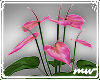 !Anth lilies Pink 